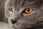 How Much Does It Cost to Freeze Dry a Cat? Understanding Pet Preservation Prices and Options 7 pexels photo 37950225