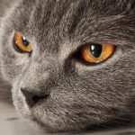 How Much Does It Cost to Freeze Dry a Cat? Understanding Pet Preservation Prices and Options 3 pexels photo 37950225