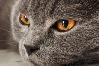 How Much Does It Cost to Freeze Dry a Cat? Understanding Pet Preservation Prices and Options 4 pexels photo 37950225