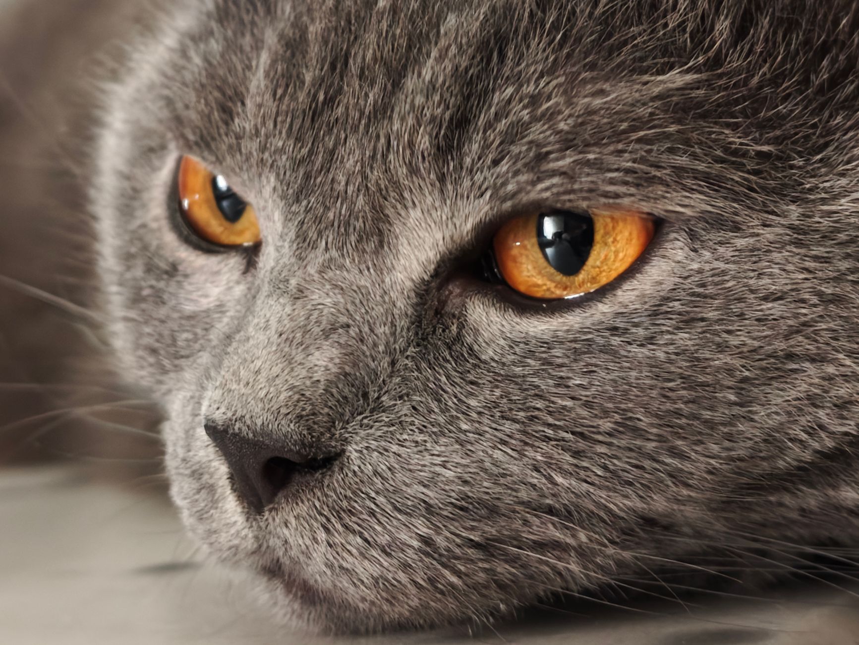 How Much Does It Cost to Freeze Dry a Cat? Understanding Pet Preservation Prices and Options 1 pexels photo 37950225