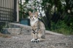 When Does A Male Cat Start Producing Sperm?