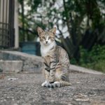 When Does A Male Cat Start Producing Sperm?