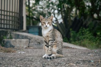 When Does A Male Cat Start Producing Sperm?