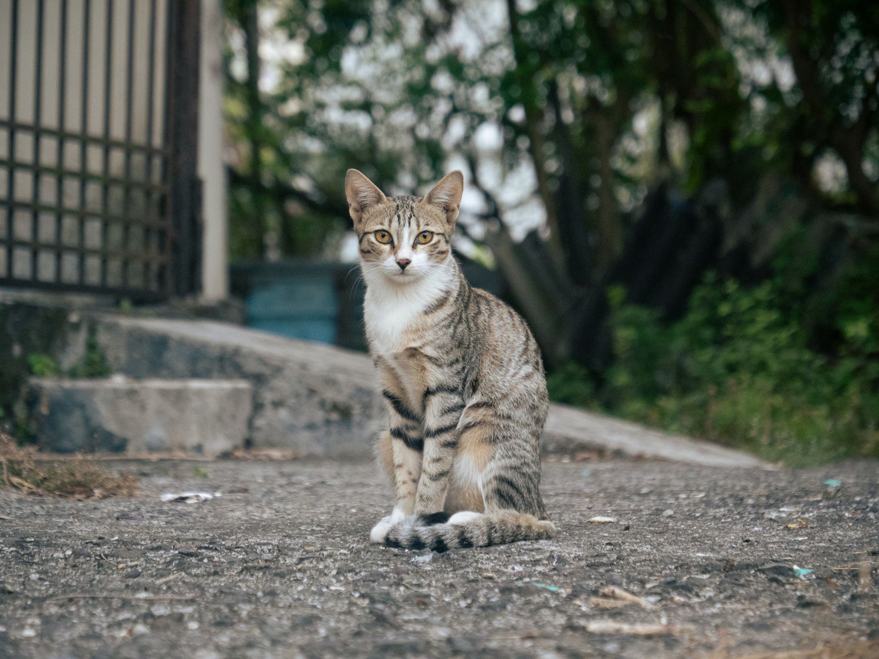 When Does A Male Cat Start Producing Sperm? 1 When Does A Male Cat Start Producing Sperm?