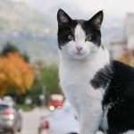 The Most Chaotic Tinker Cat Names: Creative Ideas for Cats With Big Personalities 3 The Most Chaotic Tinker Cat Names: Creative Ideas for Cats With Big Personalities