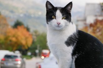 The Most Chaotic Tinker Cat Names: Creative Ideas for Cats With Big Personalities 4 The Most Chaotic Tinker Cat Names: Creative Ideas for Cats With Big Personalities
