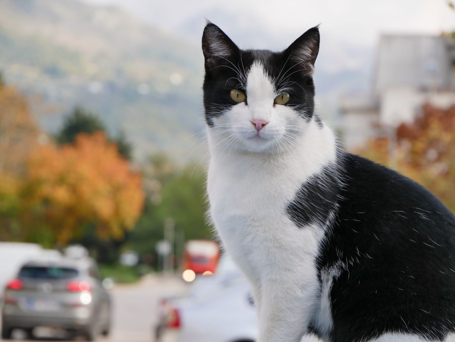 The Most Chaotic Tinker Cat Names: Creative Ideas for Cats With Big Personalities 1 The Most Chaotic Tinker Cat Names: Creative Ideas for Cats With Big Personalities