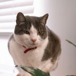 Why Does My Cat Follow Me Everywhere? Understanding Feline Attachment and Behavior