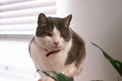 Why Does My Cat Follow Me Everywhere? Understanding Feline Attachment and Behavior