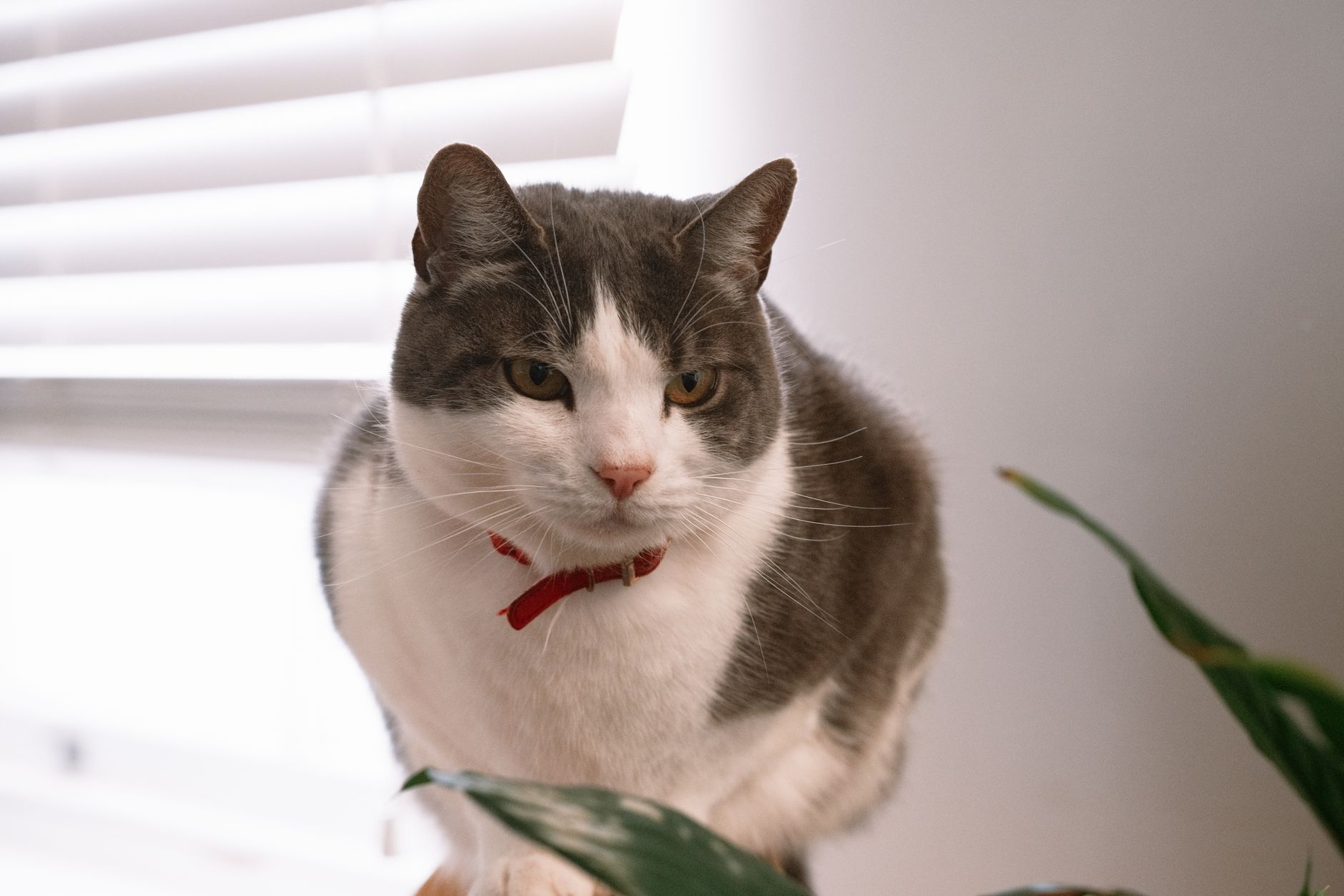 Why Does My Cat Follow Me Everywhere? Understanding Feline Attachment and Behavior 22 Why Does My Cat Follow Me Everywhere? Understanding Feline Attachment and Behavior
