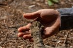 Understanding Cat Years: How Old Is Your Cat Compared With a Human? 9 Understanding Cat Years: How Old Is Your Cat Compared With a Human?