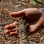 Understanding Cat Years: How Old Is Your Cat Compared With a Human? 3 Understanding Cat Years: How Old Is Your Cat Compared With a Human?