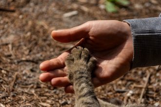 Understanding Cat Years: How Old Is Your Cat Compared With a Human? 6 Understanding Cat Years: How Old Is Your Cat Compared With a Human?