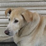 When Does a Dog Become a Senior? Understanding Age, Health Changes, and Care Needs