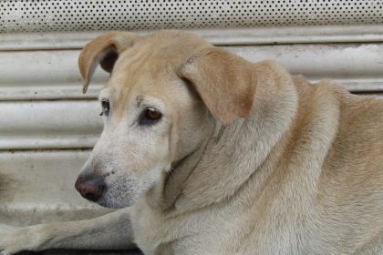 When Does a Dog Become a Senior? Understanding Age, Health Changes, and Care Needs 8 When Does a Dog Become a Senior? Understanding Age, Health Changes, and Care Needs