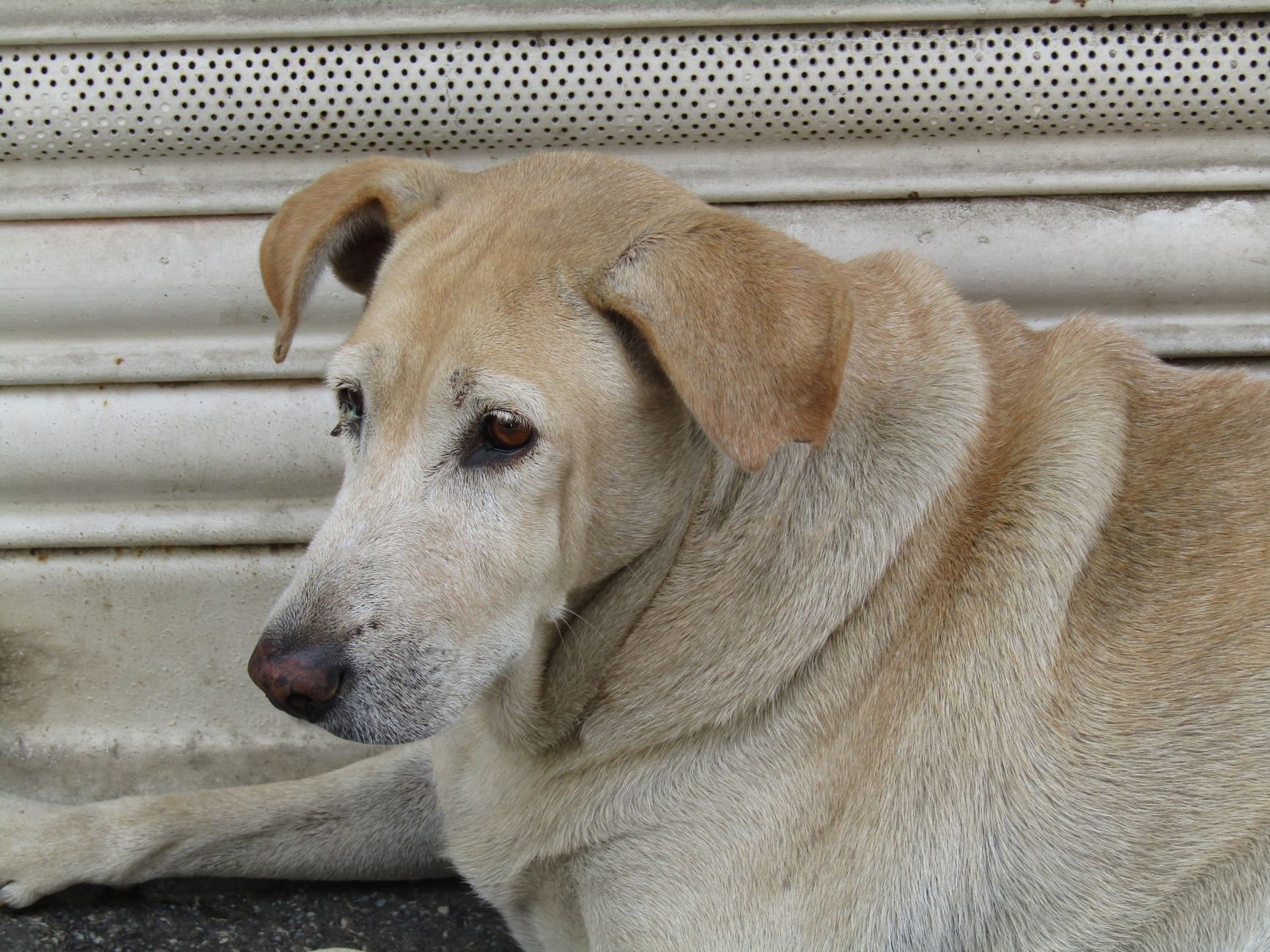 When Does a Dog Become a Senior? Understanding Age, Health Changes, and Care Needs 1 When Does a Dog Become a Senior? Understanding Age, Health Changes, and Care Needs