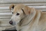 When Does a Dog Become a Senior? Understanding Age, Health, and Care Changes 8 When Does a Dog Become a Senior? Understanding Age, Health, and Care Changes