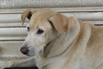 When Does a Dog Become a Senior? Understanding Age, Health, and Care Changes 5 When Does a Dog Become a Senior? Understanding Age, Health, and Care Changes