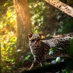 Understanding Cat Age: How Cats Grow, Mature and Change Through Life 3 Understanding Cat Age: How Cats Grow, Mature and Change Through Life
