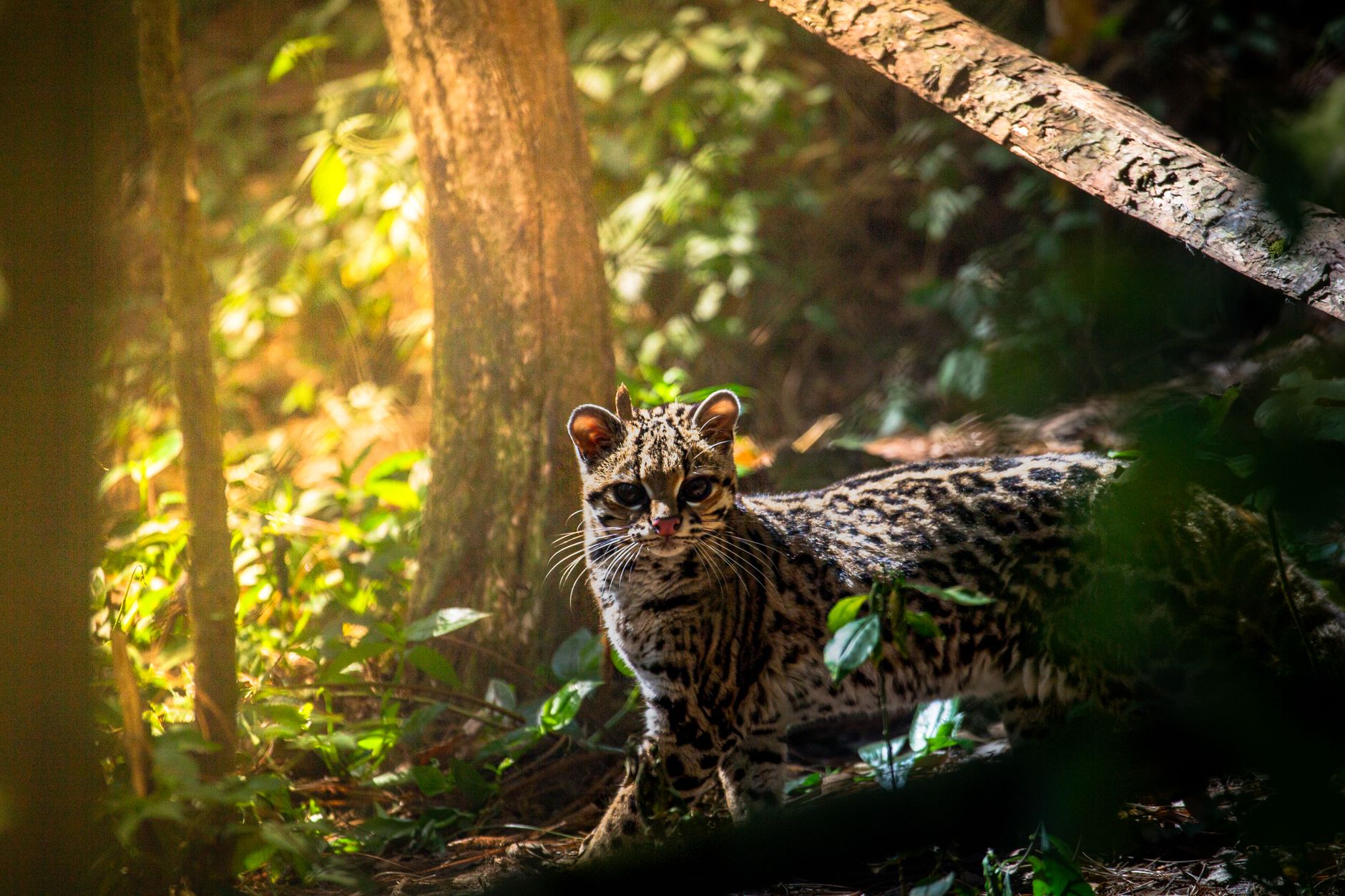 Understanding Cat Age: How Cats Grow, Mature and Change Through Life 1 Understanding Cat Age: How Cats Grow, Mature and Change Through Life