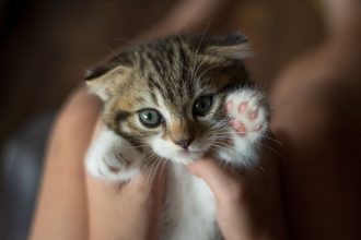 Why Do Cats Purr?