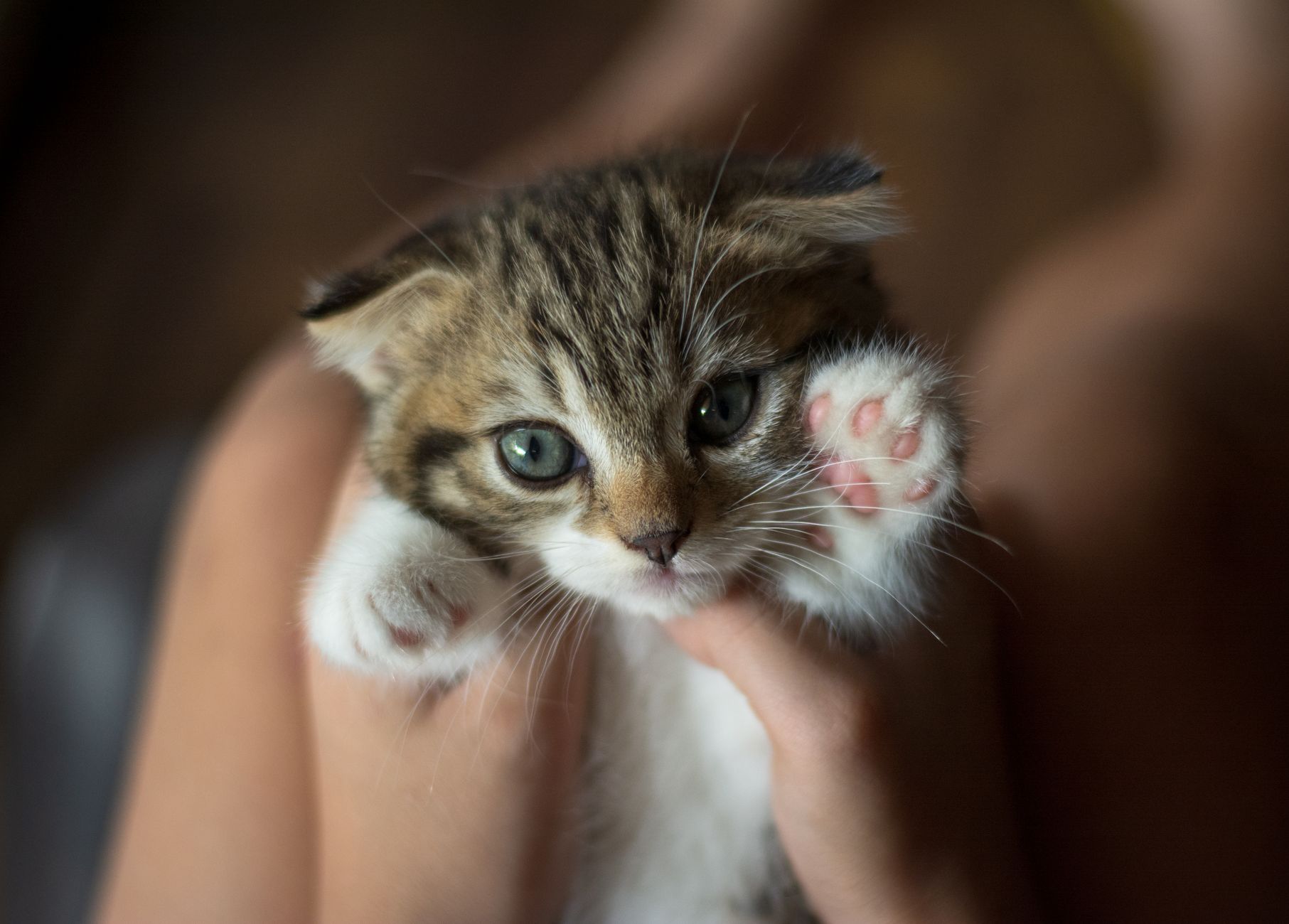 Why Do Cats Purr? 1 Why Do Cats Purr?