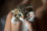 When Do Unspayed Cats Have Kittens? 9 When Do Unspayed Cats Have Kittens?