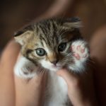 When Do Unspayed Cats Have Kittens?