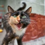 Why Do Cats Keep Visiting Your House? Understanding Feline Behavior and Territory 3 Why Do Cats Keep Visiting Your House? Understanding Feline Behavior and Territory