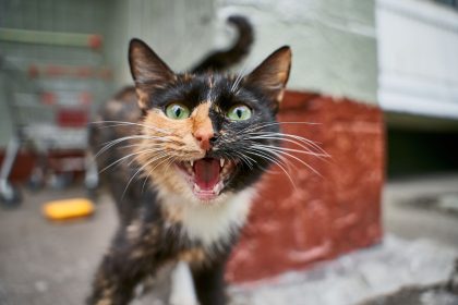 Why Do Cats Keep Visiting Your House? Understanding Feline Behavior and Territory 7 Why Do Cats Keep Visiting Your House? Understanding Feline Behavior and Territory