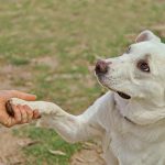 What Kind of Dog Personality Fits You? Exploring Human Traits Through Canine Characteristics 2 What Kind of Dog Personality Fits You? Exploring Human Traits Through Canine Characteristics