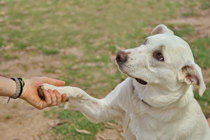 What Kind of Dog Personality Fits You? Exploring Human Traits Through Canine Characteristics 2 What Kind of Dog Personality Fits You? Exploring Human Traits Through Canine Characteristics