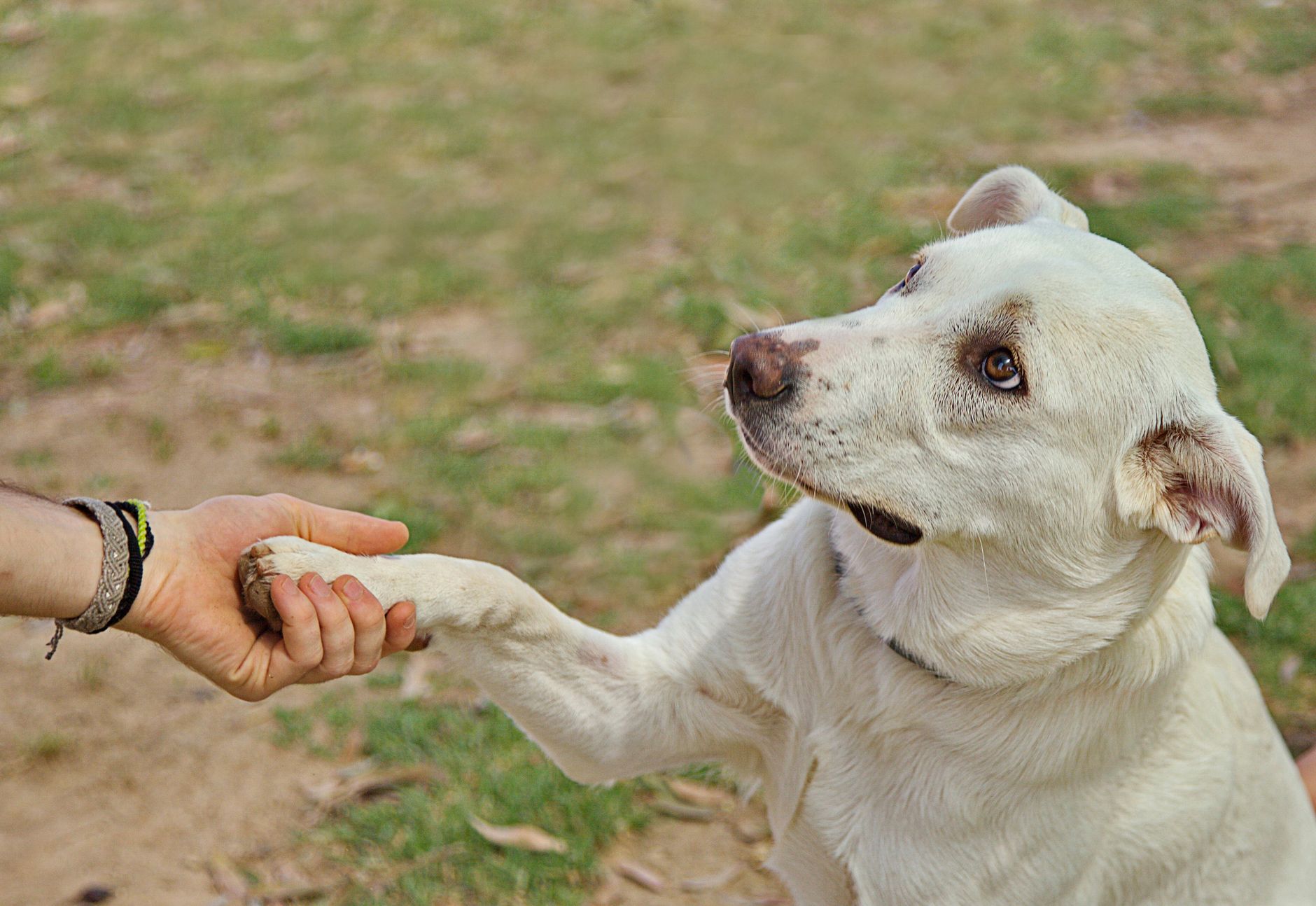 What Kind of Dog Personality Fits You? Exploring Human Traits Through Canine Characteristics