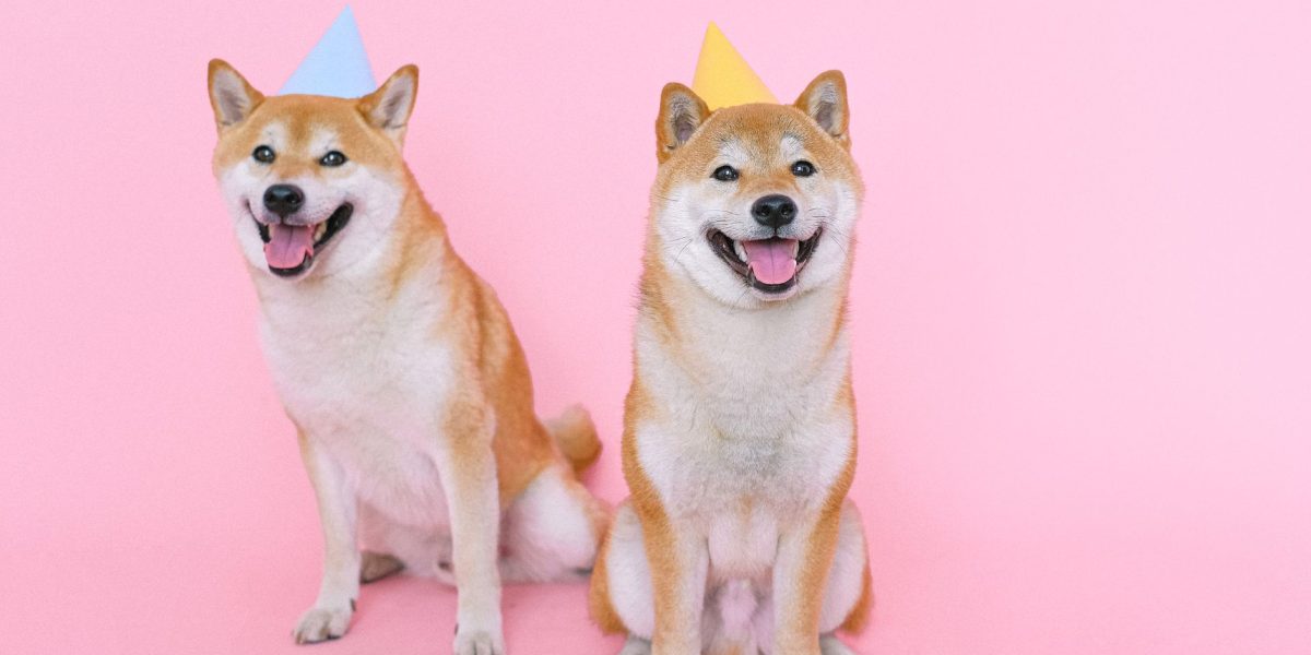 The History of Dog Domestication: How Wolves Became Human Companions