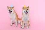 The History of Dog Domestication: How Wolves Became Human Companions 9 The History of Dog Domestication: How Wolves Became Human Companions