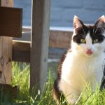 How to Keep Cats Out of Your Yard Without Harming Them 2 How to Keep Cats Out of Your Yard Without Harming Them