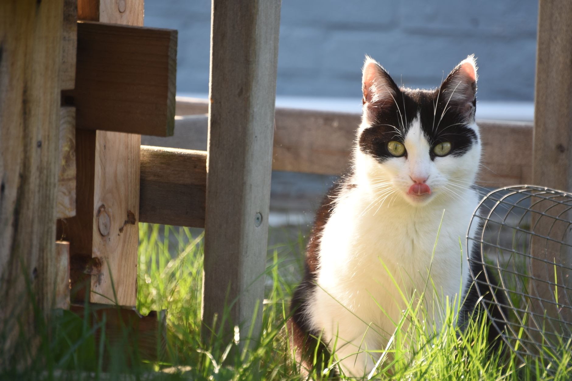 How to Keep Cats Out of Your Yard Without Harming Them 1 How to Keep Cats Out of Your Yard Without Harming Them