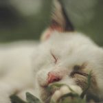 Why Does My Cat Twitch While Sleeping? Understanding Feline Sleep Movements 3 Why Does My Cat Twitch While Sleeping? Understanding Feline Sleep Movements