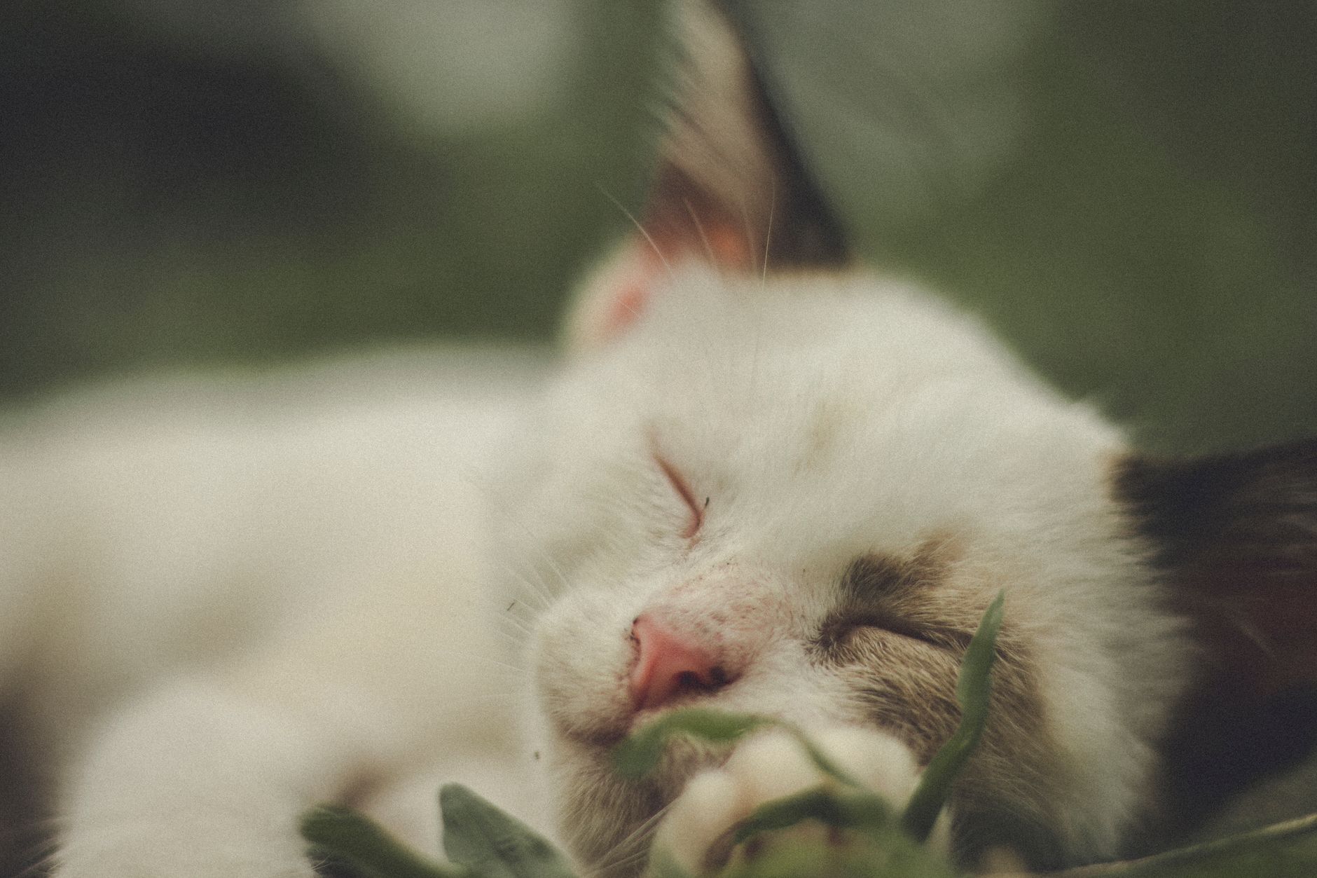 Why Does My Cat Twitch While Sleeping? Understanding Feline Sleep Movements 1 Why Does My Cat Twitch While Sleeping? Understanding Feline Sleep Movements