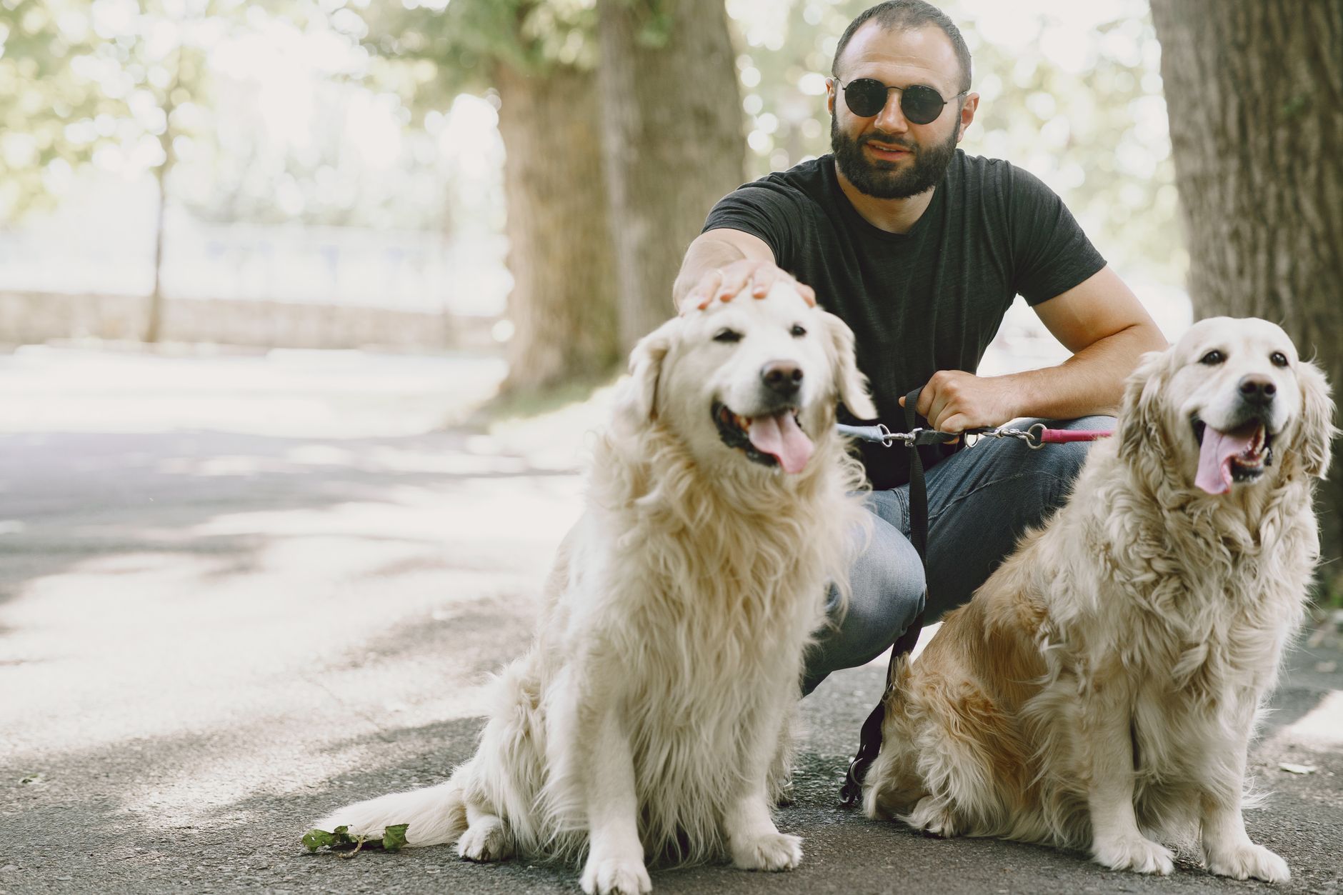 How to Identify Your Dog’s Breed: A Practical Guide to Understanding Your Pet’s Background 1 How to Identify Your Dog’s Breed: A Practical Guide to Understanding Your Pet’s Background