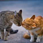 How Do Cats Communicate With Each Other? 3 How Do Cats Communicate With Each Other?