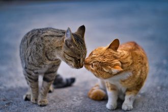 How Do Cats Communicate With Each Other? 4 How Do Cats Communicate With Each Other?