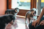How to Reduce Excessive Puppy Barking Through Training and Better Communication