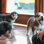 How to Reduce Excessive Puppy Barking Through Training and Better Communication
