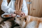 Human Foods Dogs Can Eat Safely: A Practical Guide for Pet Owners 7 Human Foods Dogs Can Eat Safely: A Practical Guide for Pet Owners