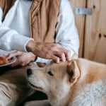 Human Foods Dogs Can Eat Safely: A Practical Guide for Pet Owners 3 Human Foods Dogs Can Eat Safely: A Practical Guide for Pet Owners