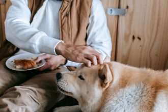 Human Foods Dogs Can Eat Safely: A Practical Guide for Pet Owners 4 Human Foods Dogs Can Eat Safely: A Practical Guide for Pet Owners