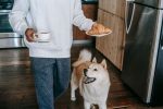 Human Foods That Can Harm Dogs: What Pet Owners Should Keep Away 7 Human Foods That Can Harm Dogs: What Pet Owners Should Keep Away