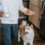 Human Foods That Can Harm Dogs: What Pet Owners Should Keep Away