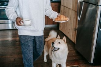 Human Foods That Can Harm Dogs: What Pet Owners Should Keep Away 4 Human Foods That Can Harm Dogs: What Pet Owners Should Keep Away